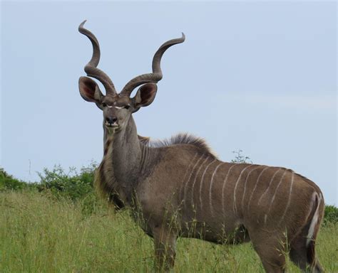 Kudu Wallpapers Wallpaper Cave