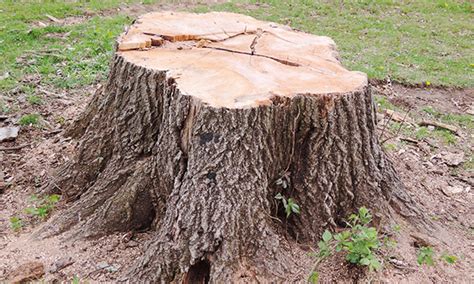 The Importance Of Stump Grinding Arbortech Tree Services