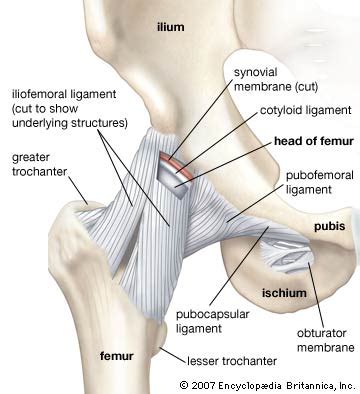 Бедро (от таза до колена). Hip | anatomy | Britannica.com