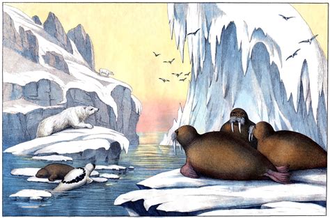 Learn from anatomy to improve your poses. Instant Art Printable - Extraordinary Arctic Scene - Polar Bear - The Graphics Fairy