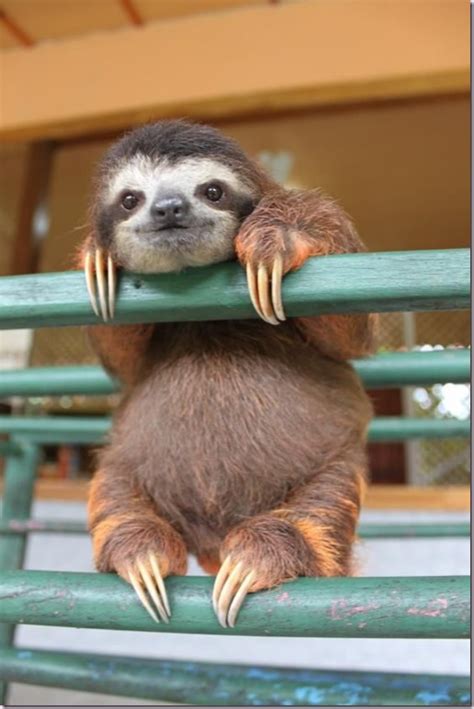 Baby Sloth Climbing A Ladder Raww