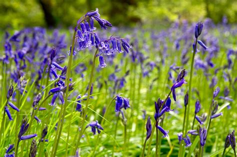 100 Bluebells Bulbs English Bluebells Spring Flowering Plant With