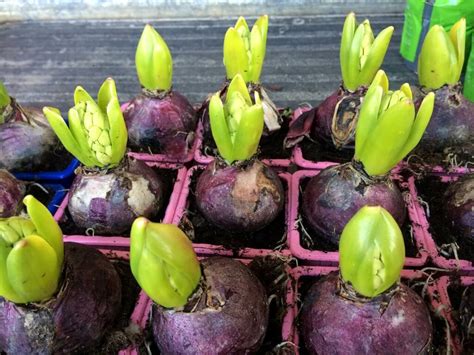 How To Grow Hyacinth — Plants And House