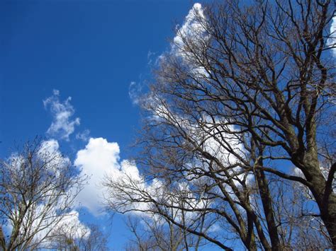 Fotos Gratis árbol Naturaleza Bosque Rama Nieve Invierno Nube