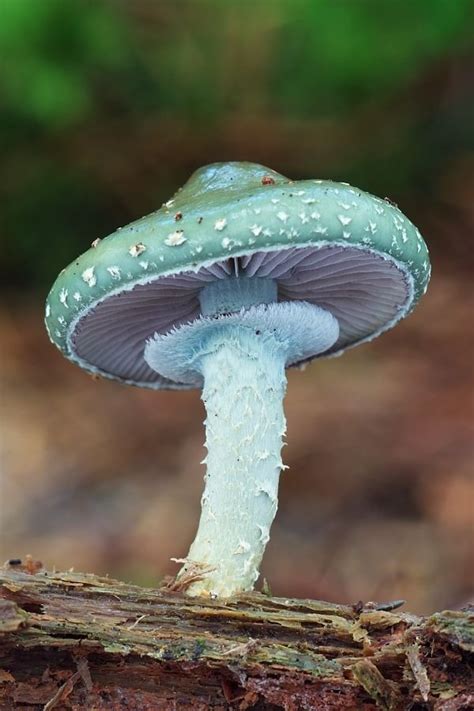 46 Magical Wild Mushrooms You Wont Believe Are Real