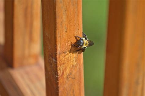 There are small carpenter bees too that belong to the ceratinini. Getting Rid of Carpenter Bees | ThriftyFun