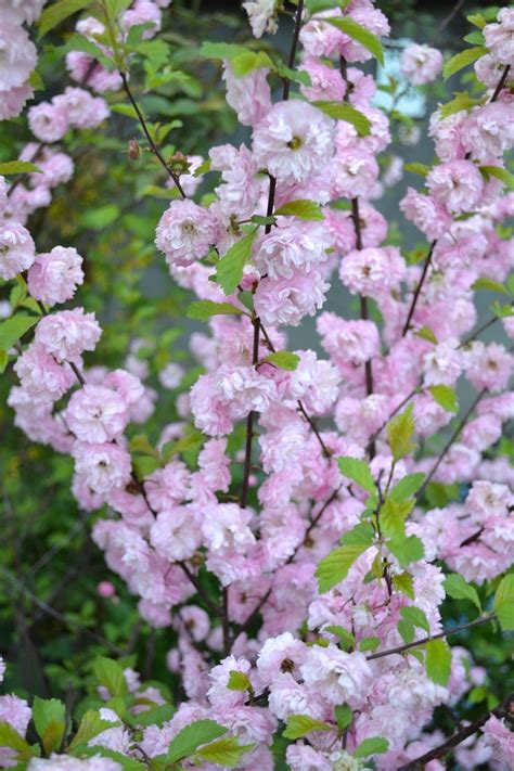 With some necessary information, you can learn to create a pallet that is both aesthetically pleasing and environmentally. Flowering Almond seeds Prunus glandulosa Rosea Plena Dwarf ...