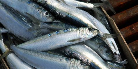 Temps cuisson de la sardine