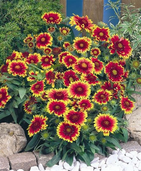 Arizona Sun Blanket Flower | Gaillardia | Flowers ...