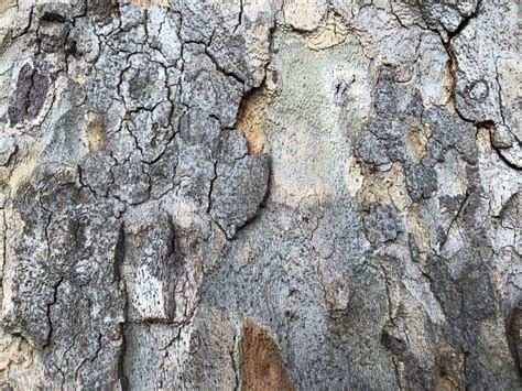 Highly Detailed Tree Bark Texture Close Up Tree Structure Stock Image
