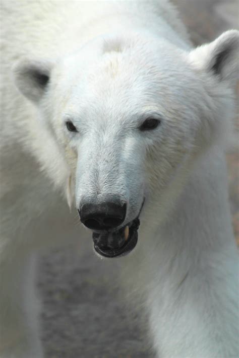 Free Stock Photo Of Bear Polar Bear