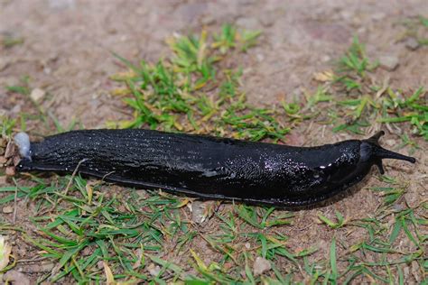 Black Slug These Large 10 Cm Black Slugs Arion Ater At Flickr