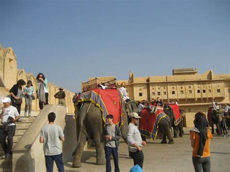 Elephant Rides At Amber Fort Photo