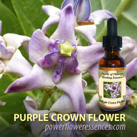 Check spelling or type a new query. Purple Crown Flower Essence | Isha Lerner Healing Remedy
