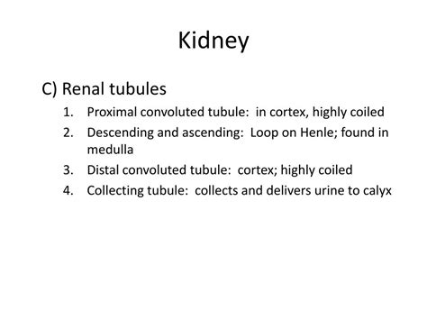 Ppt Urinary System Powerpoint Presentation Free Download Id2118808