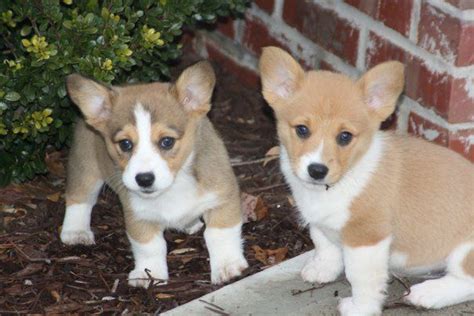 Everything this article says is spot on with corgi puppy behavior. Corgi Puppies For Sale Nc - petfinder