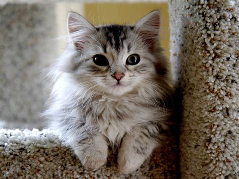 Small Beautiful Siberian Cat Wallpapers And Images