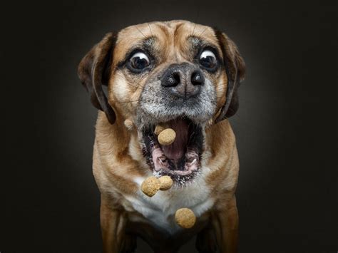 Bullseye Hilarious Photos Capture Dogs Showing Impressive