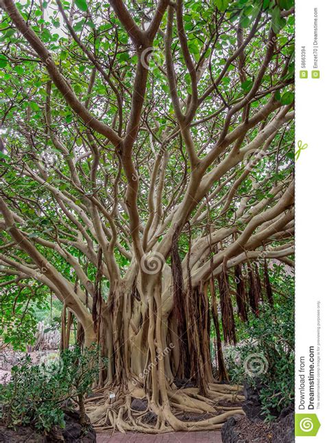 Exotic Tree With The Roots On The Ground In The Middle Of A Beautiful