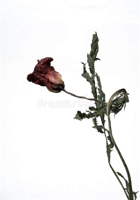 Dried Poppy Isolated On A White Background Dry Flower With Crumpled