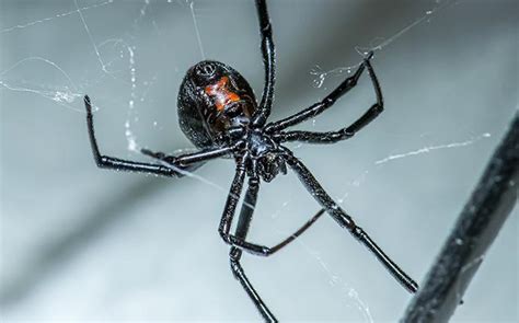 Blog How To Get Rid Of Black Widow Spiders In The Bay Area