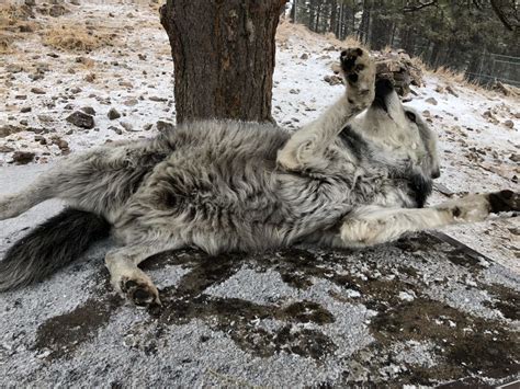 Colorado Wolf Sanctuary To Close Later This Month Lifestyle