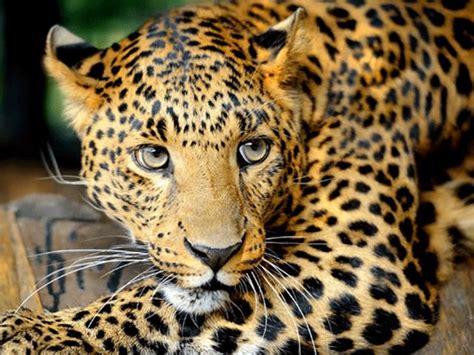 After all, their size and stature can be intimidating, and a tough cat name encapsulates that. Can You Name All Of The Big Cats? | Playbuzz