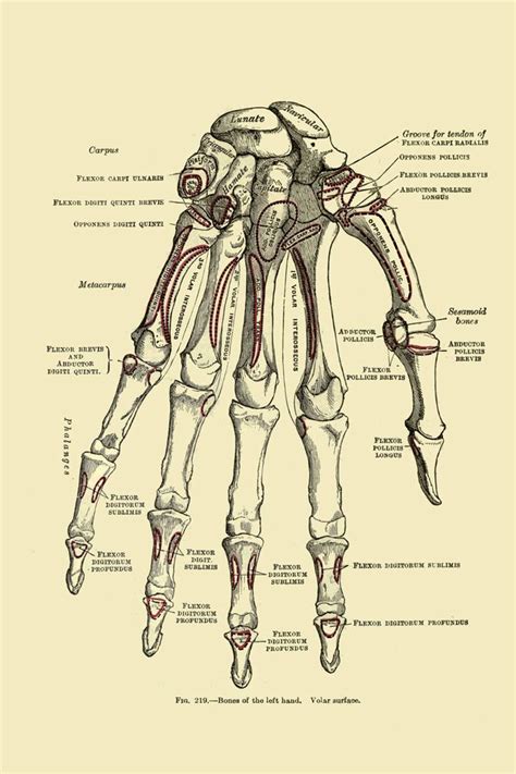 Hand Bone Print Human Anatomy Skeleton Vintage Illustration Print