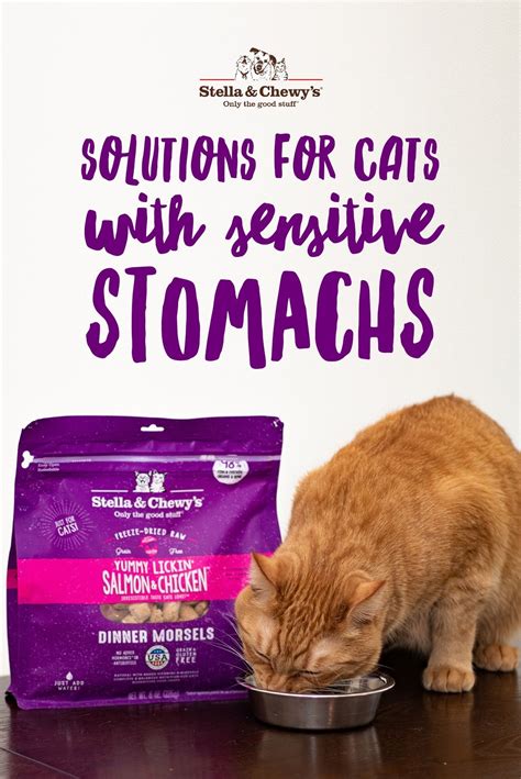 Best Dry Cat Food For Sensitive Stomach Diarrhea Cat Meme Stock