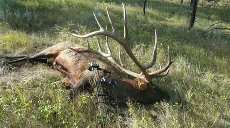 Possible World Record Elk Shot By Montana Archer Location A Secret
