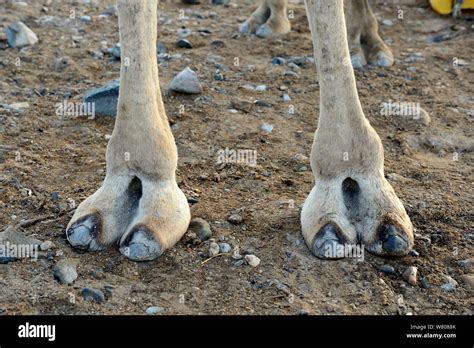 Camel Foot Hi Res Stock Photography And Images Alamy