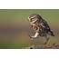 Little Owl Facts Range Habitat Diet Lifespan Pictures