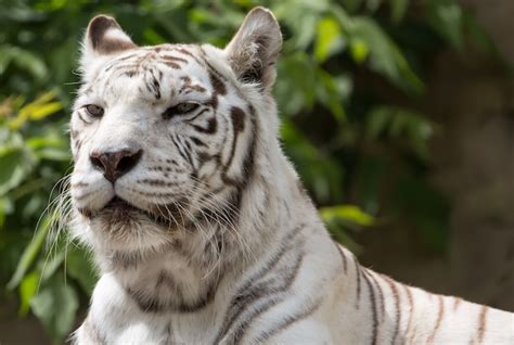 Premium Photo White Bengalensis Tiger Close Up Portrait