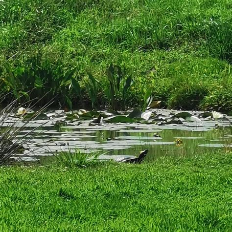 Yorkshire & Humber Terrapin Rescue | Goole