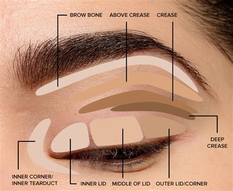Where To Apply Eyeshadow Eye Makeup Diagram 2020 Basic Eye