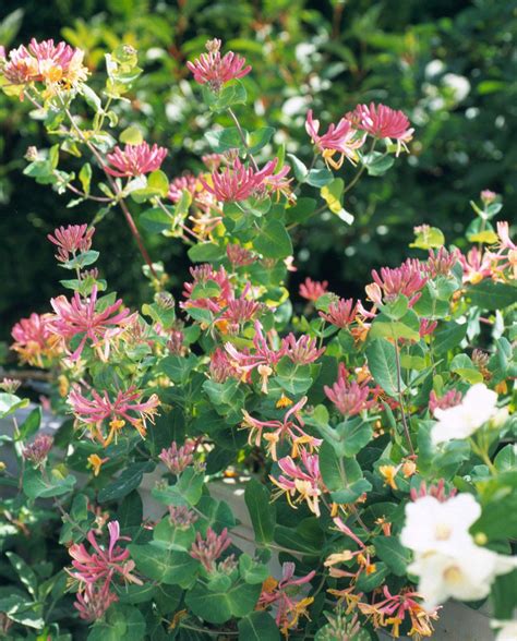 Maybe you would like to learn more about one of these? 14 Beautiful Perennial Vines That Will Take Your Garden to ...