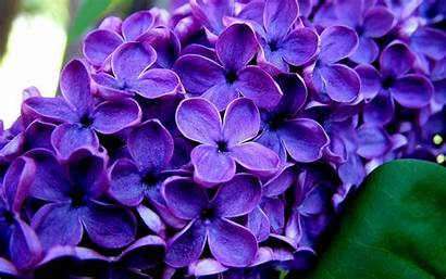 Purple Flowers Background Wallpapers
