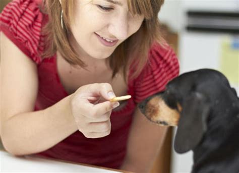 Healthy Ways To Treat Your Dog Petmd