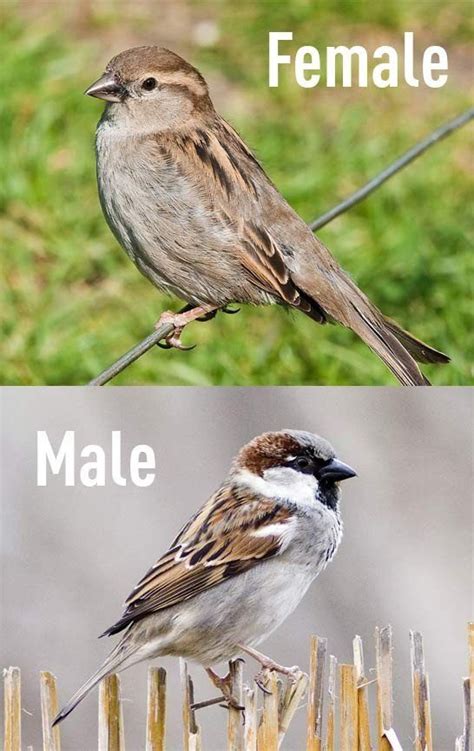 House Sparrow Facts They Attack And Kill Other Birds To Steal Their