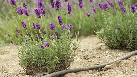How To Plant Grow And Care For Lavender Hgtv