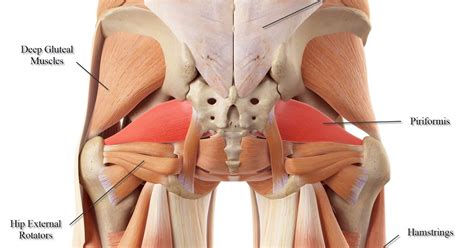 Muscles of lower back diagram. Lower Back Muscles - Back Muscles Attachments Nerve Supply ...