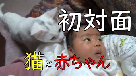 子猫と赤ちゃん kitten and baby cat. ついに、猫と赤ちゃんが初対面!リアクションが…【保護猫 ...