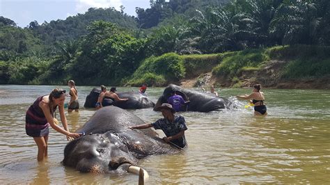 Khao Sok Eco Tour With Elephant Experience Siam Travel