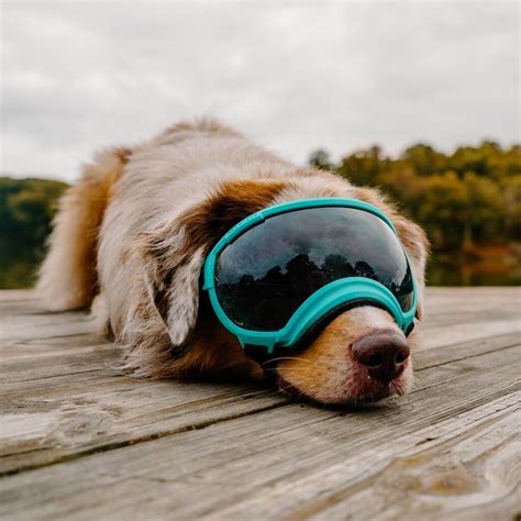 Can Dogs Wear Goggles