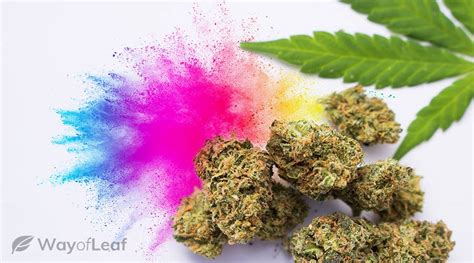 The Many Colors Of Weed Complete Guide 2023