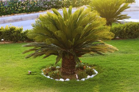 This mix also has good water drainage properties and with inclusion of peat moss, it many revolve around the question on how to plant palm tree seeds and this soil food mixture is best suited for growing potted palm trees that are. Outdoor Sago Palm Plants - How To Care For Sago Palm Outside