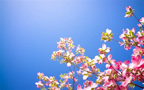 Download 2560x1600 Dogwood Spring Clear Sky Pink