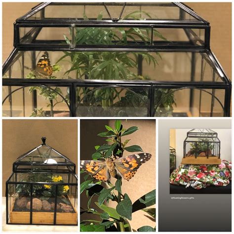 Näytä lisää sivusta bexley butterfly house & plant centre facebookissa. Butterfly House in 2020 | Butterfly house, Miniature ...