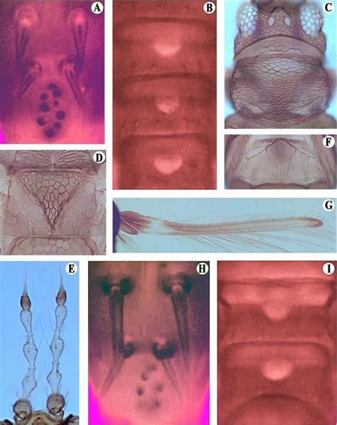 Helionothrips Mube Kudo A Tergite Ix Of Male B Male Glandular Areas