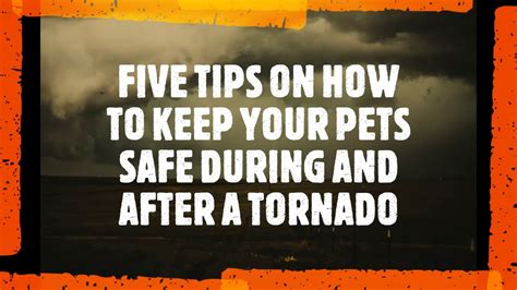 5 Tips On Keeping Your Pets Safe During And After A Tornado Youtube
